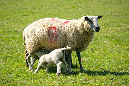 春天的小羊和他们的妈妈