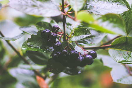 果园中的黑苦莓、Aronia melanocarpa 植物