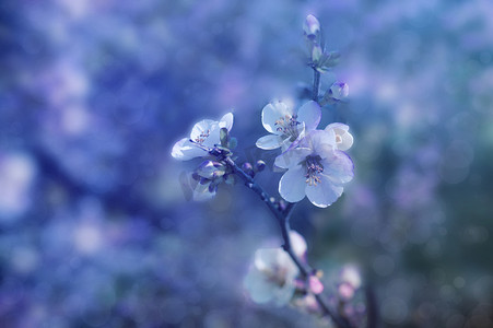 树花摄影照片_复古背景与精致的果树花。