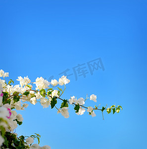 开花的春天树枝与白花在蓝天