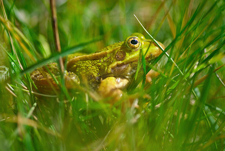 青蛙眼睛摄影照片_草丛中的青蛙