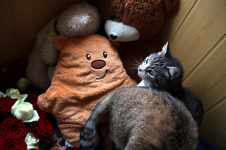 天猫ip摄影照片_花边沙发上的猫