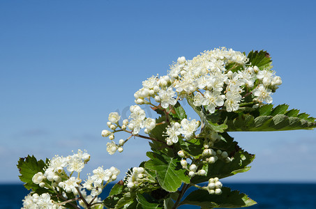 海边的白花