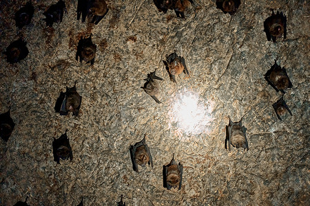 一群蝙蝠睡在洞穴的天花板上。