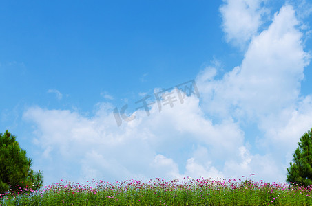 在蓝天背景的花与微小的云彩