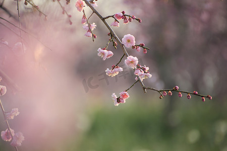 美丽的梅花