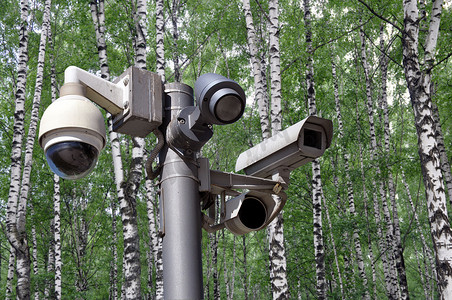 白桦林背景下的许多闭路电视摄像机。