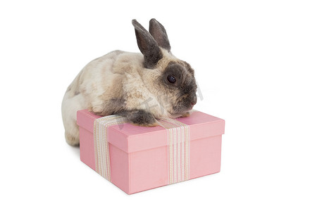 动物礼盒摄影照片_带粉色礼盒的毛茸茸的兔子