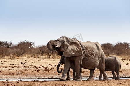一群非洲大象在泥泞的水坑里喝水