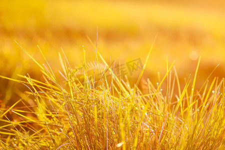 带着露水的摄影照片_带着露珠的新鲜的绿草在日落金黄柔和的阳光下。