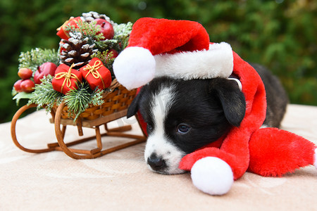 戴着圣诞帽的柯基小狗