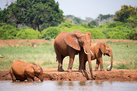 从水坑里喝水的大象家族