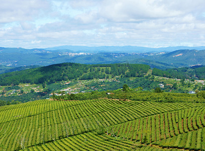 印象深刻的风景，大叻，越南，茶园