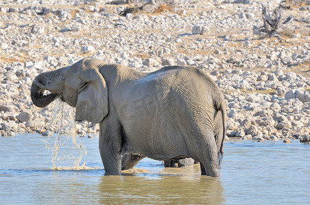 纳米比亚埃托沙国家公园水中的大象