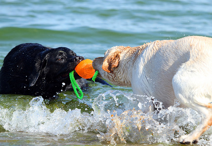 两只拉布拉多犬摄影照片_两只拉布拉多在海边玩球