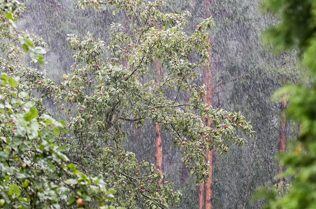 夏天在苹果树和松林的背景下，花园里下着大雨