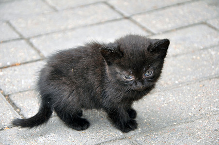 小可爱的黑色小猫小猫第一次在街上。