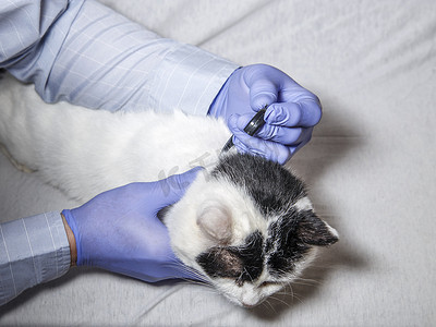 宠物项圈摄影照片_猫项圈由兽医戴在白色黑斑猫身上