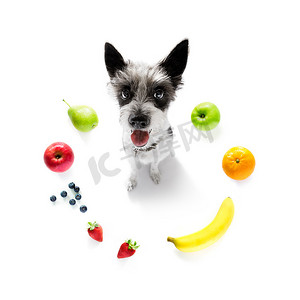胖狗摄影照片_饿狗吃纯素健康水果