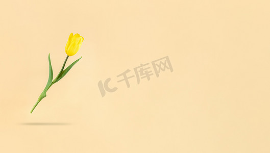 悬浮在米色背景上的黄色郁金香和它下面的阴影。