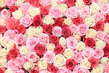 白色和粉色玫瑰的排列