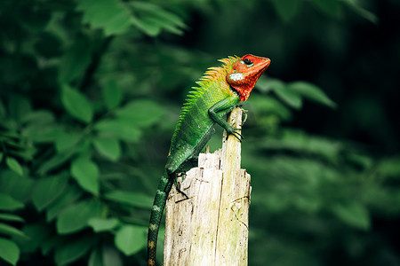 水墨龙背景摄影照片_辛哈拉贾雨林一根木杆上常见的绿色森林蜥蜴，在明亮的日光下，皮肤上有美丽的颜色渐变图案，尖刺从头到尾都在背上。