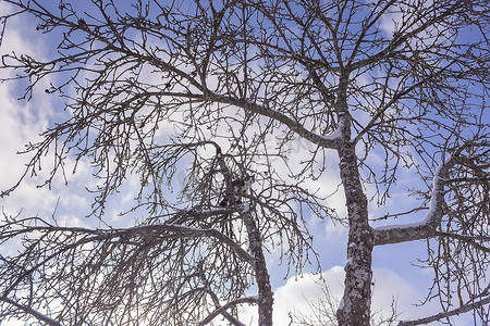 白猫爬树摄影照片_黑白猫在冬日爬上一棵大苹果树