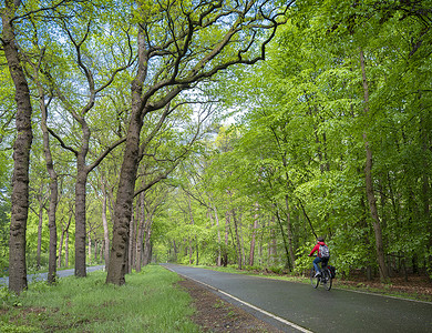 骑自行车的男孩从学校骑车穿过荷兰春天的森林回家