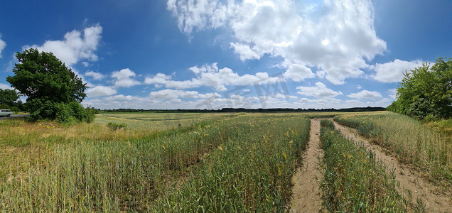 北欧乡村风景的美丽高分辨率全景，田野和绿草