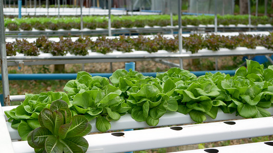 一排排新鲜多汁的植物生长在现代生态水培农场、花园床上。