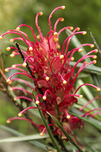 Grevillea banksi，在花园里扫花