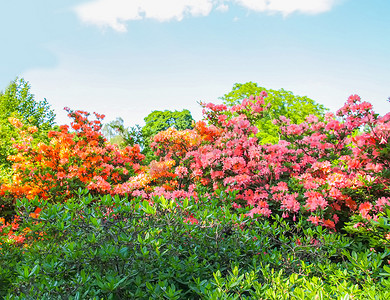 鲜花公园摄影照片_美丽的杜鹃花植物在春天公园盛开。