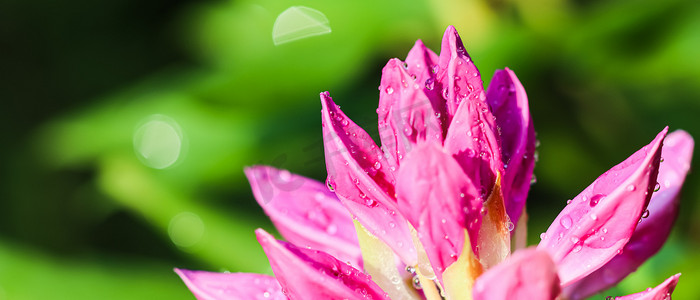 柔和的焦点，抽象的花卉背景，带露珠的粉红色杜鹃花花蕾。
