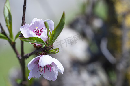 春天盛开的桃花摄影照片_桃花 4 的宏观细节