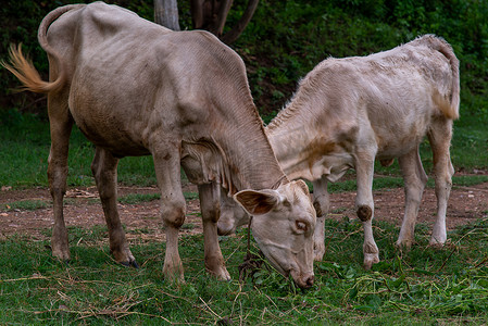 夜晚草摄影照片_夏日夜晚，田野上的白牛。