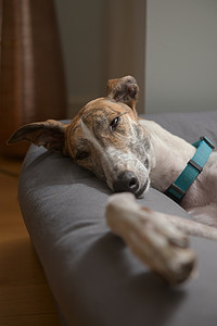 一只灰狗宠物救援犬在睡觉时慢慢闭上眼睛