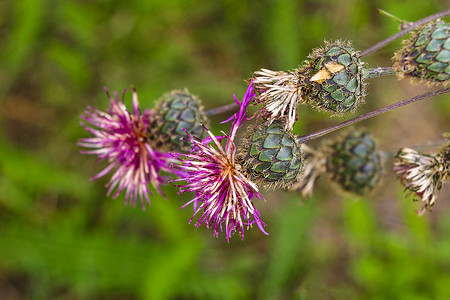 矛蓟 Cirsium v​​ulgare 菊科，自然。