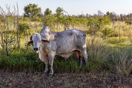 黑牛摄影照片_澳大利亚内陆的白婆罗门牛，紧邻北领地高速公路