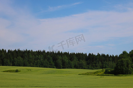 以森林和蓝天为背景的年轻绿色田野的景色。