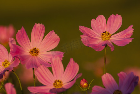 花园中的粉色波斯菊
