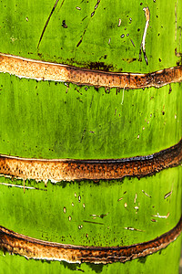 多彩的绿色棕榈树干纹理