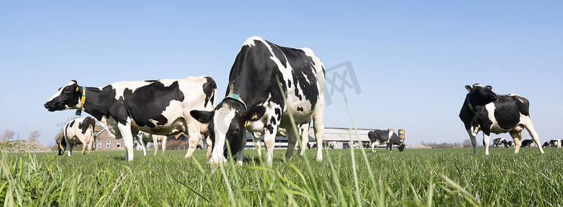 奶牛斑点摄影照片_荷兰泽兰省农场附近绿色草地上的黑白斑点奶牛