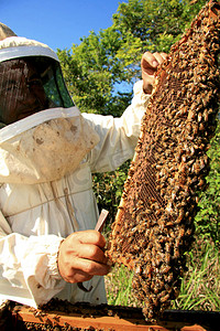 养蜂场蜂蜜生产