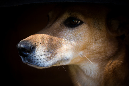 在街上遭受动物虐待的流浪狗的肖像