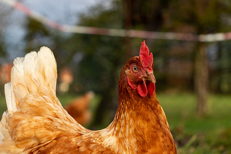 德国有机散养养鸡场一只棕色母鸡的特写