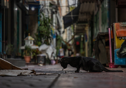 一只黑流浪猫俯视小巷街道上的管盖的低角度视图。