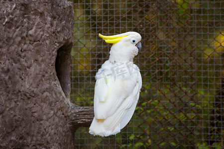 动物园里的凤头鹦鹉