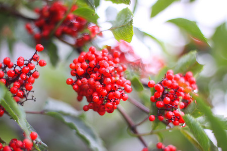 Sambucus racemosa、普通红接骨木、花园树枝上的红接骨木浆果。