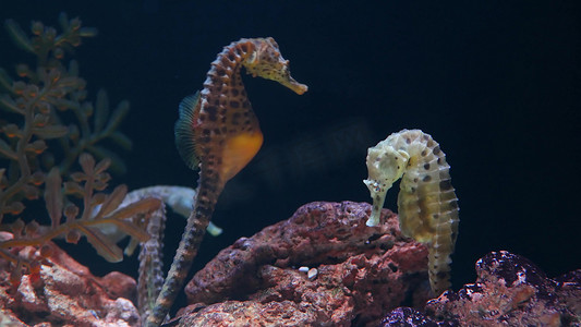 在水族馆珊瑚中的海马。