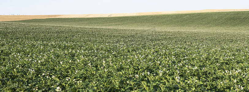 法国北部蓝天下农田景观的典型近乎抽象模式